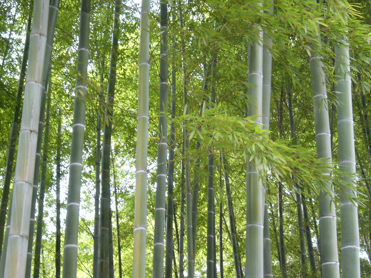 Bamboo 意味 竹
